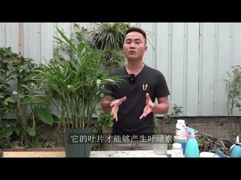 七里香風水 散尾葵風水禁忌